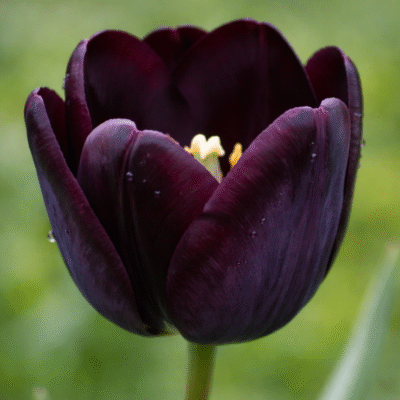 dark plum