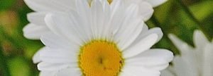 gardener gallery 2